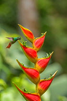 Rufous-tailed hummingbird (Amazilia tzacatl) feeding from  Heliconia flower (Heliconia wagneriana) La Selva Field Station, Costa Rica.