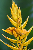 Eyelash viper (Bothriechis schlegelii) waiting on  Heliconia flower (Heliconia lankasteri) for hummingbird, golden colour morph, Costa Rica.