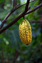 Cacao / Chocolate (Theobroma cacao) plant with ripening seed pod, Costa Rica.