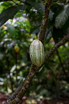 Cacao / Chocolate (Theobroma cacao) plant with ripening seed pod, Costa Rica.
