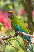 Great green macaw (Ara ambiguus) La Selva Field Station, Costa Rica.