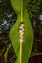 White tent making bat (Ectophylla alba) roosting in tree, La Selva Field Station, Costa Rica.
