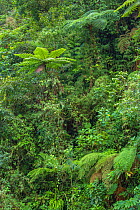Understory in Talamancan montane forest, Braulio Carrillo National Park, Costa Rica.