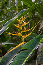 Heliconia (Heliconia clinophila)  flower, Talamancan montane forest, Braulio Carrillo National Park, Costa Rica.