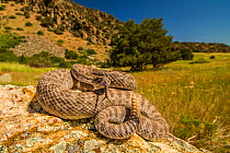 Prairie Rattlesnake (Crotalus viridis) sunbathing, Bozeman, Montana, USA.