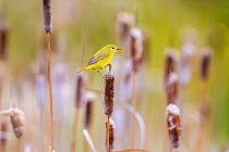 Yellow warbler (Dendroica petechia) collecting nesting material from Bulrush cattail (Typha sp) Bozeman, Montana, USA, June.