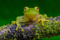 Fleischmann's glass frog (Hyalinobatrachium fleischmanni) La Selva Field Station, Costa Rica.