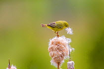 Yellow warbler (Dendroica petechia) collecting nesting material from Bulrush cattail (Typha sp) Bozeman, Montana.