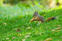 American red squirrel (Tamiasciurus hudsonicus) feeding on  Douglas Fir (Pseudotsuga menziesii) seeds in cone, Montana, USA.
