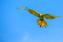 Great green macaw (Ara ambiguus) flying, La Selva Field Station, Costa Rica.