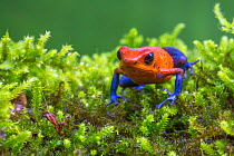 Strawberry poison dart frog  (Oophaga pumilio - aka Dendrobates pumilio) La Selva Field Station, Costa Rica.