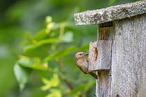 House Wren (Troglodytes aedon) feeding  young at nest box, New York, USA.