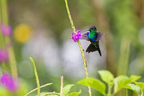Violet crowned woodnymph hummingbird ( Thalurania colombica) male, visiting Porterweed (Stachytarpheta sp.) Talamancan montane forest, Costa Rica.