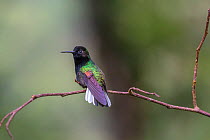 Black bellied hummingbird (Eupherusa nigriventris),  Poas Volcano National Park Costa Rica.