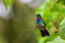 Purple-throated mountain gem (Lampornis calolaemus),  Volcano Pos, Costa Rica.