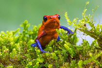 Strawberry poison dart frog  (Oophaga pumilio) La Selva Field Station, Costa Rica.