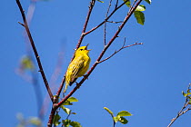 Yellow warbler (Dendroica petechia) male singing. Bozeman, Montana, USA.