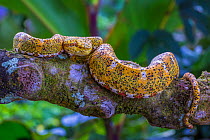 Eyelash viper (Bothriechis schlegelii) Costa Rica.