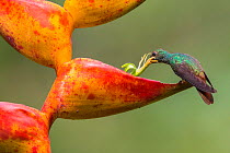 Rufous-tailed hummingbird (Amazilia tzacatl) feeding from Heliconia flower (Heliconia champneiana) La Selva Field Station, Costa Rica.