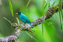Green honeycreeper (Chlorophanes spiza) male, La Selva Field Station, Costa Rica.