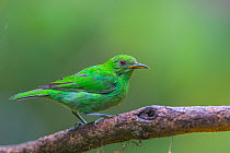 Green honeycreeper (Chlorophanes spiza), La Selva Field Station, Costa Rica.