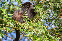 Mantled howler monkey (Alouatta palliata), La Selva, Costa Rica.