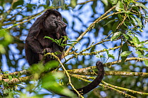 Mantled howler monkey (Alouatta palliata) scratching nose, La Selva, Costa Rica.