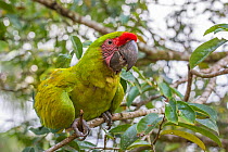 Great green macaw (Ara ambiguus) La Selva Field Station, Costa Rica.