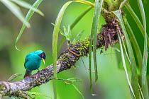 Green honeycreeper (Chlorophanes spiza) male, La Selva Field Station, Costa Rica.