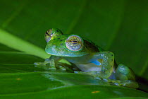 Nicaraguan giant glass frog (Espadarana prosoblepon) La Selva Field Station, Costa Rica.