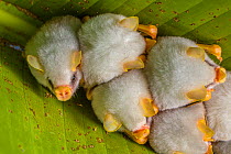 White tent making bat (Ectophylla alba) roosting in tree, La Selva Field Station, Costa Rica.