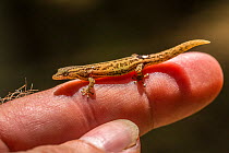 A tiny Costa Rican least gecko (Sphaerodactylus graptolaemus) on human finger for scale, Costa rica. One of the smallest vertebrates on earth.