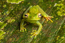 Canal Zone tree frog  (Hypsiboas rufitelus) La Selva, Costa Rica.