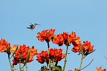 Green-crowned brilliant hummingbird (Heliodoxa jacula) drinking from nectar of African tulip tree (Spathodea campanulata) Costa Rica. This tree is an invasive species.