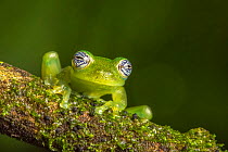 Nicaraguan giant glass frog (Espadarana prosoblepon) La Selva Field Station, Costa Rica.