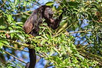 Mantled howler monkey (Alouatta palliata) feeding in tree, La Selva, Costa Rica.
