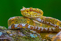 Eyelash viper (Bothriechis schlegelii) Costa Rica.