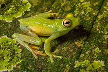 Red footed leaf frog (Hypsiboas rufitelus aka Hyla rufitela) La Selva, Costa Rica.