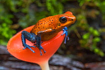 Strawberry poison dart frog (Oophaga / Dendrobates pumilio)  in cup fungus,  La Selva Field Station, Costa Rica.