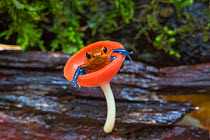 Strawberry poison dart frog  (Oophaga / Dendrobates pumilio) sitting in cup fungus,  La Selva Field Station, Costa Rica.