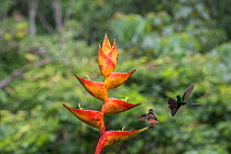 Territorial Rufous-tailed hummingbird (Amazilia tzacatl) fighting off Red-footed plumeleteer hummingbird (Chalybura urochrysia) from heliconia, La Selva Field Station, Costa Rica.