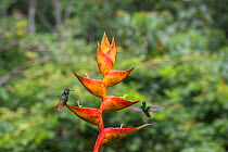 Rufous-tailed hummingbird (Amazilia tzacatl) territorially fighting off another from Heliconia (Heliconia champneiana) La Selva, Costa Rica.