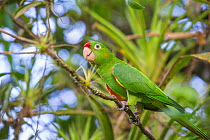 Crimson fronted parrot (Aratinga finschi) La Selva Field Station, Costa Rica.
