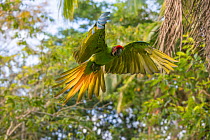 Great green macaw (Ara ambiguus) flying,  La Selva Field Station, Costa Rica.