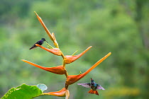 Territorial Rufous-tailed hummingbird  (Amazilia tzacatl) fighting off Violet crowned woodnymph hummingbird (Thalurania colombica) from Heliconia flower(Heliconia latispatha), La Selva, Costa Rica.