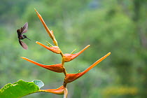 Red-footed plumeleteer hummingbird (Chalybura urochrysia) feeding on Heliconia flower (Heliconia latispatha) La Selva, Costa Rica.