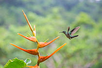 Scaly breated hummingbird (Phaeochroa cuvieri) visiting Heliconia in flower (Heliconia latispatha), La Selva, Costa Rica.