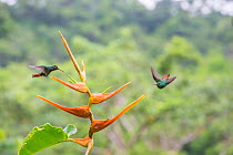 Rufous-tailed hummingbird  (Amazilia tzacatl) territorial fighting around Heliconia flower (Heliconia latispatha) La Selva, Costa Rica.