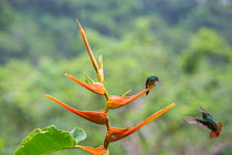 Rufous-tailed hummingbird  (Amazilia tzacatl) territorial fighting around Heliconia flower (Heliconia latispatha) La Selva, Costa Rica.