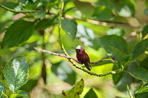 Snowcap hummingbird (Microchera albocoronata)  visiting Porterweed (Stachytarpheta sp), Braulio Carrillo National Park,  Talamancan montane forest, Costa Rica. Endemic species.